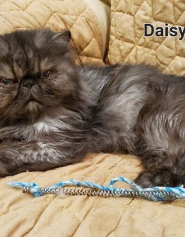 Daisy Mae