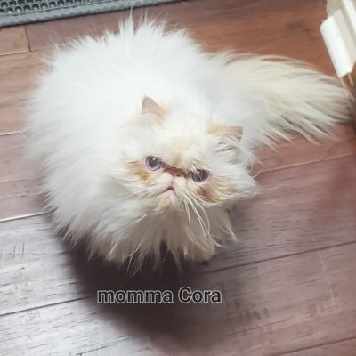 Cora-2.27.25