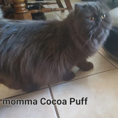 cocoa-puff-2.27.25