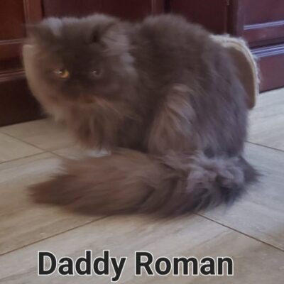 roman-2.27.25-768x801
