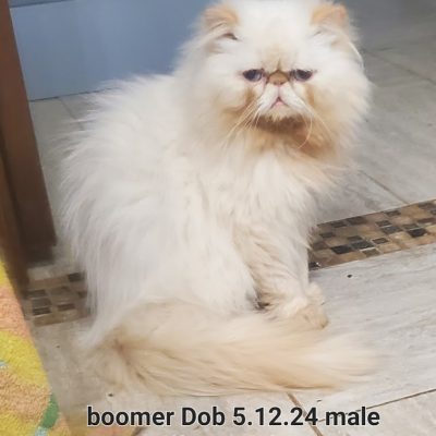 boomer 10.1.25