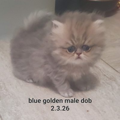 Blue Golden Male
