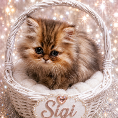 Sigi